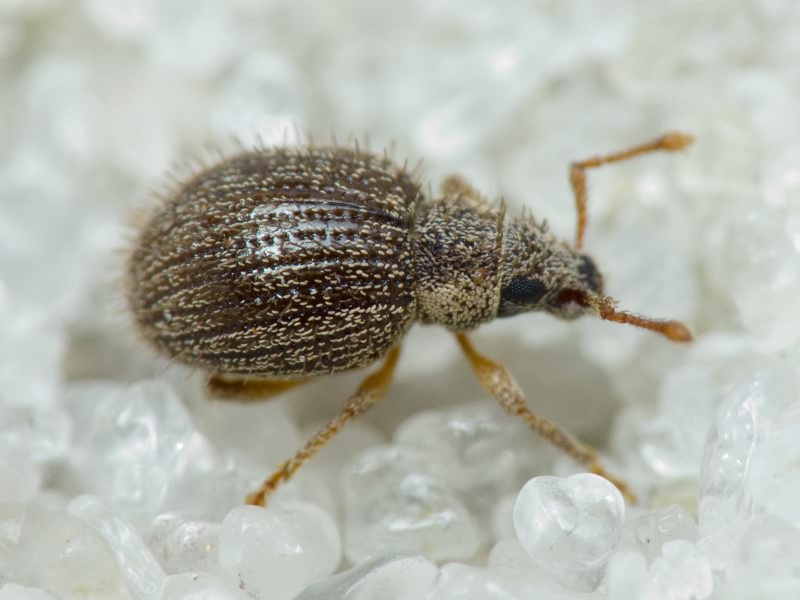Brachysomus (Brachysomus) echinatus (Bonsdorff, 1785)